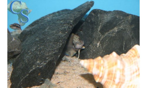 Telmatochromis burgeoni